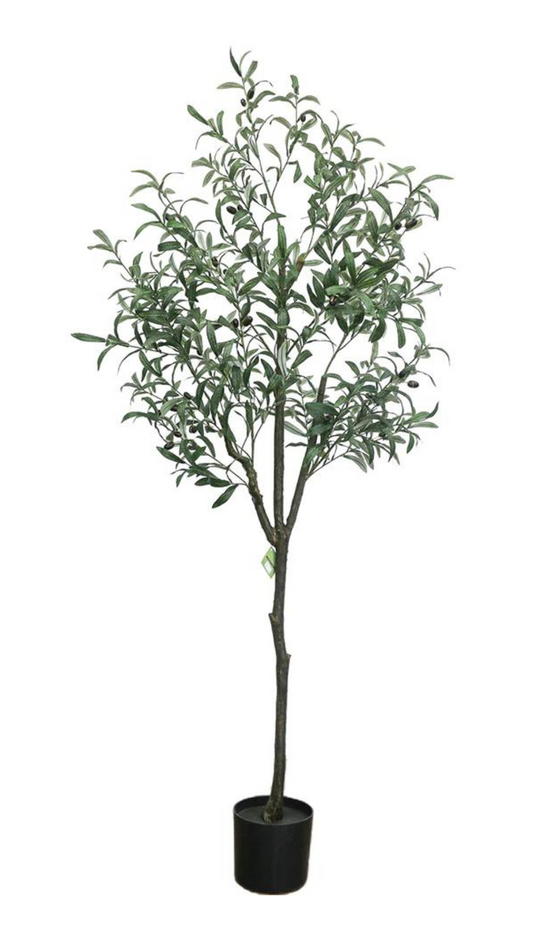 Olive Tree